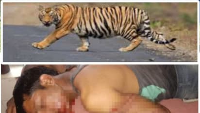 OMG: मालिक को मौत के मुंह से बचा लाईं भैंसे, खूनी जबड़ों में फंसाकर ले जा रही थी बाघिन