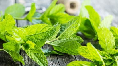 Health Benefits of Mint  Leaves :  അറിയാം പുതിനയിലയുടെ ആരോ​ഗ്യ​ഗുണങ്ങളെ കുറിച്ച് 