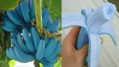 നീല നിറം, ഐസ്‌ക്രീമിന്‍റെ രുചി; വിസ്മയിപ്പിച്ച് 'ബ്ലൂ ജാവ വാഴപ്പഴം'; ട്വീറ്റ് വൈറല്‍