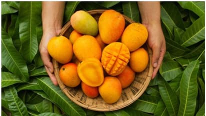 একদিনে কটা আম খাওয়া উচিত, জেনে নিন এই বিষয়ে কি বলছেন বিশেষজ্ঞরা