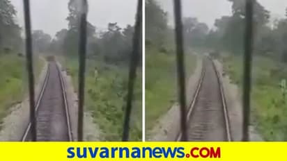 ಕಾಡಾನೆ ಮತ್ತು ಮರಿ ಹಳಿ ದಾಟಲು ರೈಲು ನಿಲ್ಲಿಸಿದ ಚಾಲಕ : ವಿಡಿಯೋ ವೈರಲ್