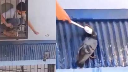 ദാഹിച്ചുവലഞ്ഞ പ്രാവിന് വെള്ളം കൊടുക്കുന്ന ബാലന്‍; വീഡിയോ ഏറ്റെടുത്ത് സോഷ്യല്‍ മീഡിയ