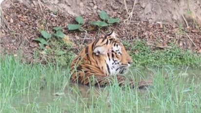 ಗುಂಡ್ಲುಪೇಟೆ: ಬಂಡೀಪುರದಲ್ಲಿ ಸಚಿವ ಲಿಂಬಾವಳಿಯಿಂದ ಸಫಾರಿ