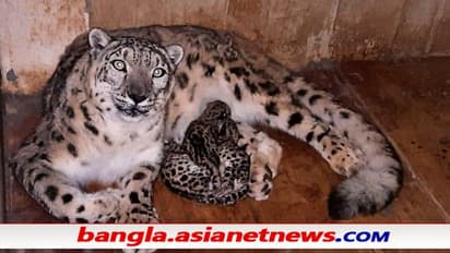 জন্ম নিল তিন তুষাড়-চিতা শাবক, গর্বিত দার্জিলিং চিড়িয়াখানা, দেখুন