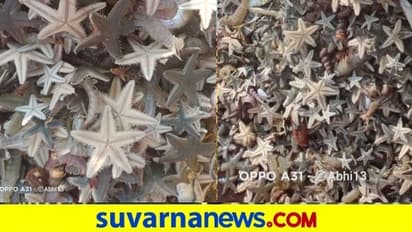 ಕಾರವಾರದಲ್ಲಿ ಬಲೆಗೆ ಬಿದ್ದ ರಾಶಿ ರಾಶಿ ನಿರುಪಯೋಗಿ ಸ್ಟಾರ್ ಫಿಶ್