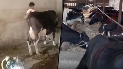 From plastic business to dairy farming: How a youngster dared to be different to enjoy