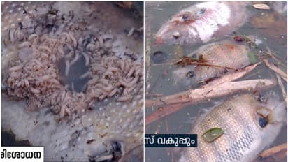 കരമനയാറ്റില് കൂട്ടത്തോടെ മീനുകള് ചത്ത് പൊങ്ങി; ഇടപ്പെട്ട് മേയര്, പരിശോധന തുടങ്ങി