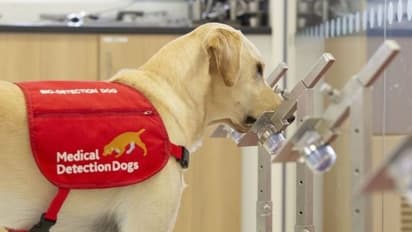 പരിശീലനം നേടിയ നായകള്ക്ക് കൊവിഡ് രോഗം കണ്ടെത്താന് കഴിയുമെന്ന് പഠനം