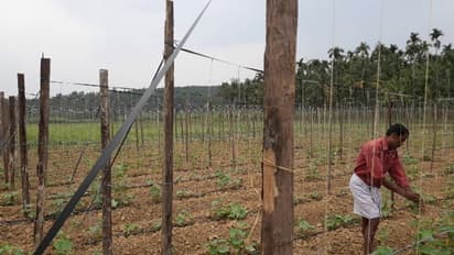 കാലാവസ്ഥ മാറിമറിയുന്നു; വയനാട്ടിൽ പച്ചക്കറി കൃഷിയും പ്രതിസന്ധിയില്‍