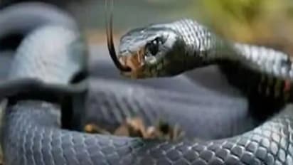 Study reveals brazilian viper venom might help in fighting against Coronavirus