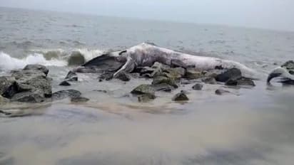 കടൽതീരത്തടിഞ്ഞ തിമിംഗലത്തെ സംസ്കരിച്ചില്ല;  ദുർഗന്ധം  സഹിക്കാനാവാതെ പ്രദേശ വാസികൾ