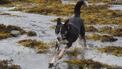 ചെവി കേൾക്കാതെയായി, ഇടയനായയെ ആം​ഗ്യഭാഷ പഠിപ്പിച്ചെടുത്ത് ഉടമകൾ...