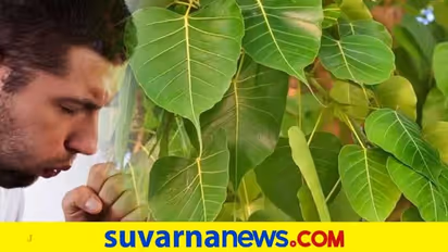 ಮನೆ ಸುತ್ತಮುತ್ತ ಈ ಮರಗಳಿದ್ದರೆ ದುರದೃಷ್ಟ!