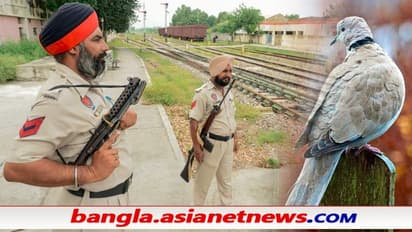 সীমান্তে আটক 'পাকিস্তানি পায়রা', করা হল এফআইআর - উদ্ধার সন্দেহজনক সাদা কাগজ