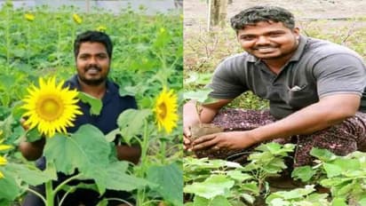 സൂര്യകാന്തിക്ക് പിന്നാലെ കഞ്ഞിക്കുഴിയില്‍ മുന്തിരിവള്ളികളും തളിര്‍ക്കും