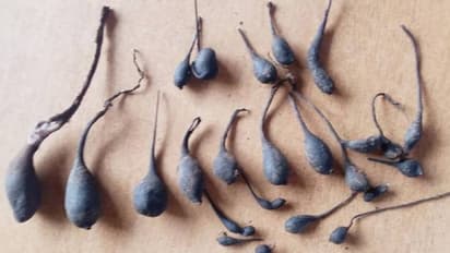 പേര് നിലമാങ്ങ, എന്നാൽ മാങ്ങയല്ല, അപൂർവമായി ലഭിക്കുന്ന ഔഷധക്കൂണിന്റെ വിശേഷങ്ങളറിയാം