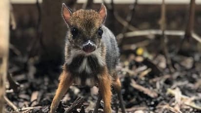 പെൻസിലിന്റെ ഉയരം മാത്രമുള്ള മൗസ് ഡിയർ, ബ്രിസ്റ്റോൾ മൃ​ഗശാലയിൽ നിന്നുള്ള ചിത്രങ്ങൾ