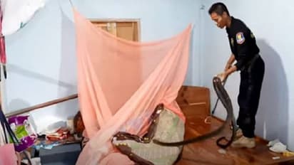 ശബ്ദം കേട്ട് ഉണർന്ന വീട്ടമ്മ കിടക്കയിൽ കണ്ടത് കൂറ്റന് രാജവെമ്പാലയെ; പിന്നീട് സംഭവിച്ചത്...