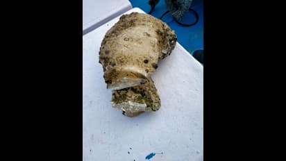 Ambergris Floating Gold: ತಿಮಿಂಗಲದ ವಾಂತಿ ಚಿನ್ನಕ್ಕಿಂತ ದುಪ್ಪಟ್ಟು ದುಬಾರಿ, ಏನಿದೆ ಇದರಲ್ಲಿ!?