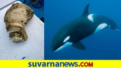 ಸತ್ತ ತಿಮಿಂಗಿಲ ದೇಹದೊಳಗಿತ್ತು 10 ಕೋಟಿ  ನಿಧಿ : ಕೋಟ್ಯಧೀಶರಾದ ಬಡ ಮೀನುಗಾರರು