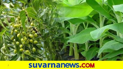 ಮನೆ ಸುತ್ತ ಈ ಗಿಡ-ಮರ ಬೆಳೆಸಿ ಸಕಾರಾತ್ಮಕ ಶಕ್ತಿ ಹೆಚ್ಚಿಸಿಕೊಳ್ಳಿ...