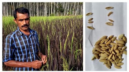 ഒരു നെന്മണിയുടെ സ്ഥാനത്ത് രണ്ട് നെന്മണി; യുവകര്ഷകന് സ്വാമിനാഥന് ഫൗണ്ടേഷന് പുരസ്കാരം