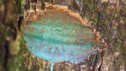 ഇത് ഉള്ളിൽ വിഷം ചുമക്കുന്ന മരം, സ്വയം നശിക്കാതെ നിൽക്കുന്നത് അത്ഭുതം...