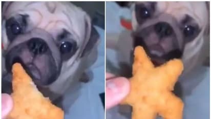 നഗ്ഗറ്റ്സ് കഴിക്കുന്ന ക്യൂട്ട് നായ്ക്കുട്ടി; വീഡിയോ കാണാം