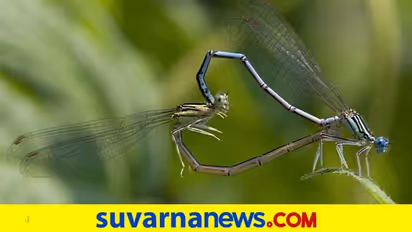 #Feelfree: ವೀರ್ಯ ಹೊಟ್ಟೆಗೆ ಹೋದರೆ ಗರ್ಭಿಣಿಯಾಗಬಹುದೇ?