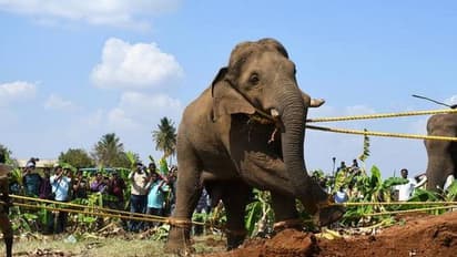 யானைகள் வழித்தட வழக்கு... கோவை ஆட்சியருக்கு கெடு விதித்து ஐகோர்ட் அதிரடி...!