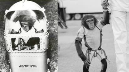 ഹാം എന്ന ചിമ്പാൻസിയുടെ ബഹിരാകാശ യാത്ര, മനുഷ്യനും മുമ്പേ കുതിച്ചവൻ തിരികെയെത്തിയത് ഇങ്ങനെ...