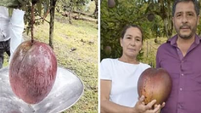 ലോകത്തിലെ ഏറ്റവും ഭാരം കൂടിയ മാമ്പഴം; ഗിന്നസ് റെക്കോര്‍ഡില്‍ ഇടം നേടി കര്‍ഷകര്‍
