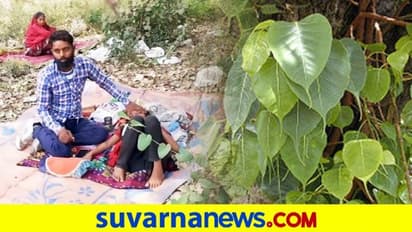 ಕೊರೋನಾ ಪಾಸಿಟಿವ್: ಆಕ್ಸಿಜನ್‌ಗಾಗಿ ಅಶ್ವತ್ಥ ಮರದಡಿ ಠಿಕಾಣಿ ಹೂಡಿದ ಜನ