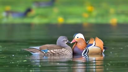 बेडरूम में न रखें फिश एक्वेरियम और पानी से संबंधित कोई शो-पीस, इससे वैवाहिक जीवन में बढ़ती हैं परेशानियां