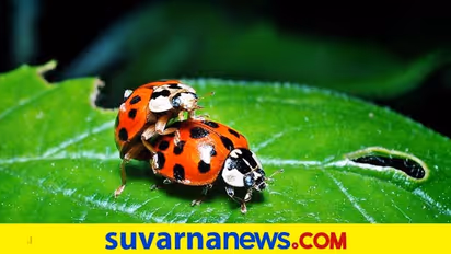 ಪ್ರಾಚೀನ ಭಾರತದಲ್ಲಿ ಸೆಕ್ಸ್ ಹೀಗಿತ್ತು! ನಿಮಗಿವು ಗೊತ್ತೆ?