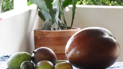 గిన్నిస్ రికార్డ్ ల్లో కెక్కిన.. గుమ్మడికాయంత మామిడికాయ.. ! బరువెంతంటే...