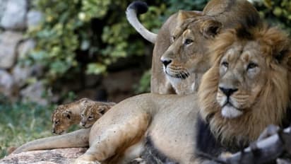 హైద్రాబాద్ 'జూ'లో కరోనా కలకలం:ఎనిమిది సింహాలకు కోవిడ్