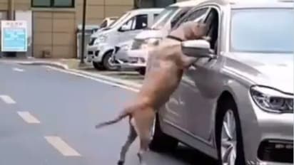 മാലിന്യം വലിച്ചെറിയുന്ന മനുഷ്യനെ പാഠം പഠിപ്പിച്ച് നായ, ഏറ്റെടുത്ത് സോഷ്യൽ മീഡിയ