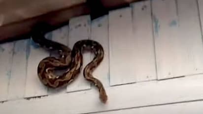 മച്ചിനു മുകളിൽ പതുങ്ങിയിരുന്നത് പത്തടി നീളമുള്ള കൂറ്റൻ പെരുമ്പാമ്പ്; വൈറലായി വീഡിയോ