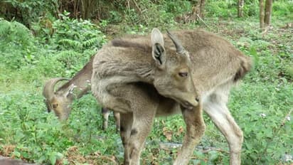 Eravikulam National Park : ഇനി വരയാടുകളുടെ പ്രജനനകാലം, ഇരവികുളം ദേശീയോദ്യാനം ഇന്ന് മുതൽ അടയ്ക്കും