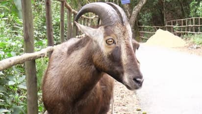 ഇരവികുളത്ത് 894 വരയാടുകള്‍, പുതുതായി പിറന്നത് 145 കുഞ്ഞുങ്ങള്‍