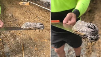 തവളയല്ല, എലിയുമല്ല; പിന്നെയെന്താണെന്ന് പറയാമോ?