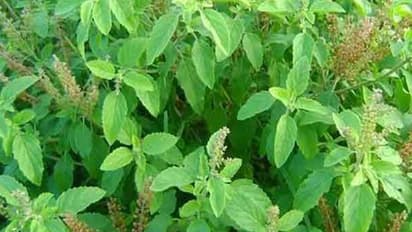 ತುಳಸಿ ಎಲೆ ತೆಗೆಯುವಾಗ ಈ ತಪ್ಪು ಮಾಡಿದ್ರೆ ದುರಾದೃಷ್ಟ