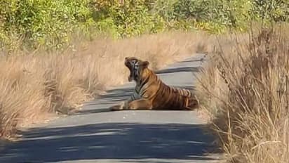 తిరుమలలో చిరుతల కలకలం:రెండు రోజుల్లో రెండు పులుల సంచారం