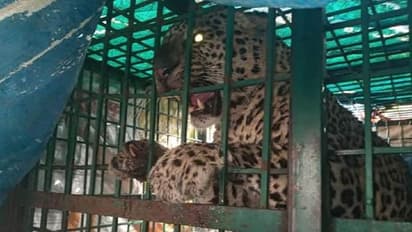 ಕನಕಗಿರಿ: ಕರಡಿಗುಡ್ಡದಲ್ಲಿ ಬೋನಿಗೆ ಬಿದ್ದ ಚಿರತೆ