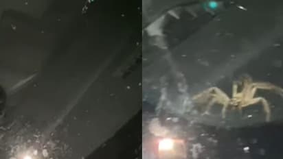 ഏതാനും നാളുകളായി പാര്ക്കിംഗില് ആയിരുന്ന കാര് തുറന്നപ്പോള് കണ്ടത്; വൈറലായി വീഡിയോ