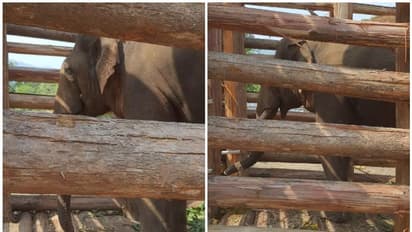 റിവാള്ഡോ' കൂട്ടിലായി; കൊമ്പനെ തളച്ചത് ചികിത്സ നല്കാന്