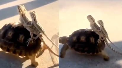 ആമപ്പുറത്ത് കയറി ഓന്തുകളുടെ യാത്ര; വൈറലായി വീഡിയോ