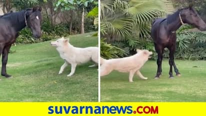 ಧೋನಿ ಫಾರ್ಮ್ ಹೌಸ್ಗೆ ಹೊಸ ಅತಿಥಿ 'ಚೇತಕ್' ಆಗಮನ..!