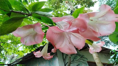 ಪುರುಷರಿಗೆ ವರ 'ಧತುರಾ' ..  ಬೊಕ್ಕತಲೆಗೆ ಮದ್ದು, ದೈಹಿಕ ಶಕ್ತಿ ಹೆಚ್ಚಿಸುತ್ತೆ